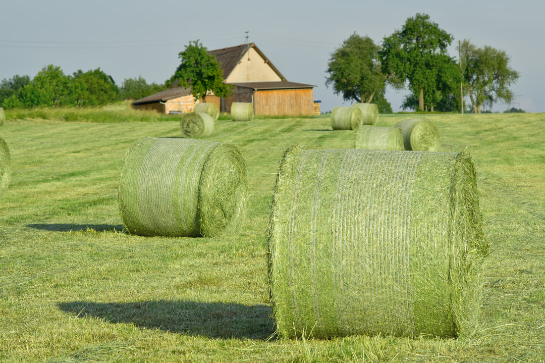 Alfalfa Hay Is Very Beneficial For Animals Suffering From Gut Issues - Ignite Blog